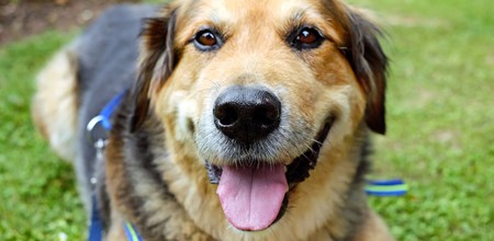 Paws against stress - Falkirk Campus